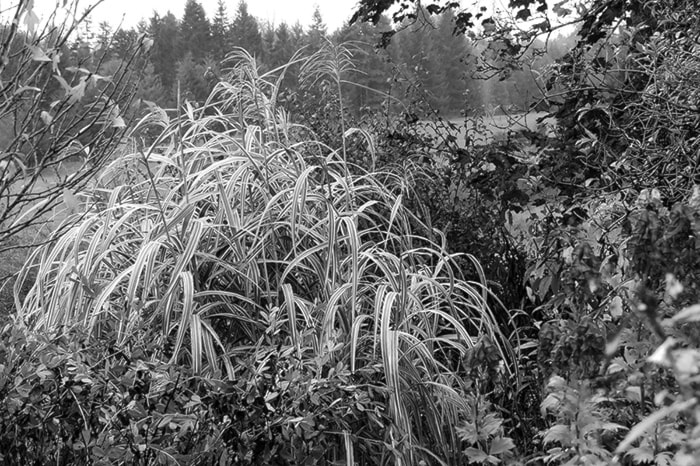 59966comox09Miscanthus-Cosmopolitan-inflower