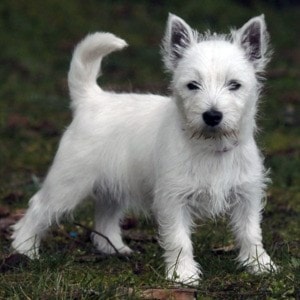 63087comox09A7westie3x4.5