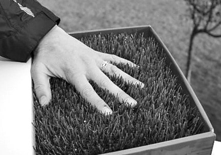 74449comox09Turf
