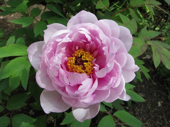 75899comox09peony