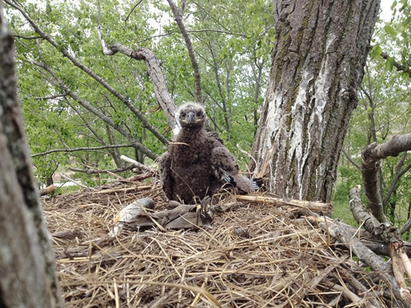 Bald Eagle eaglet May 24, 2013.