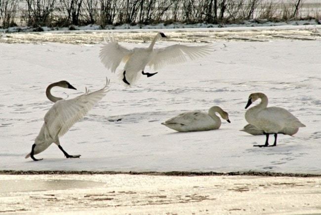 80889comox09swans