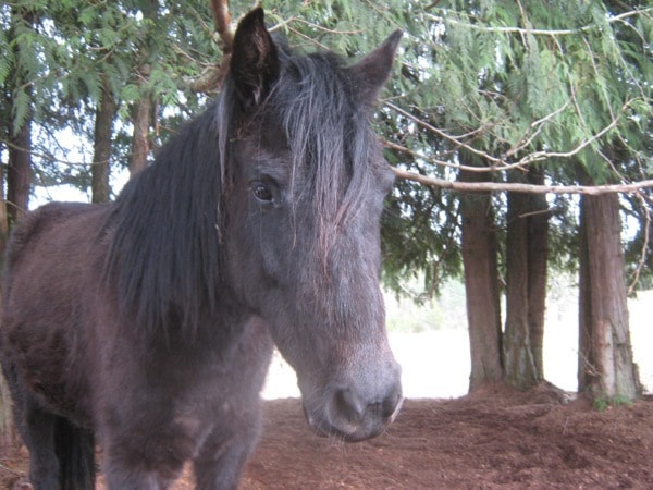 87493comox09horse