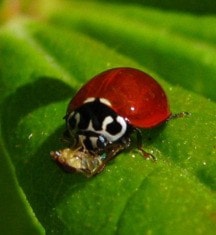 91397comox09ladybug