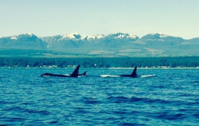 whales in the Comox Bay
Denis Stairs