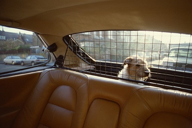 Jack Russell Terrier in back of a car