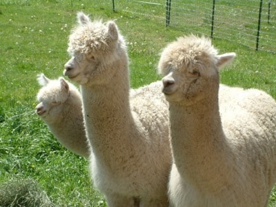 51723comox09A29alpacas3x4