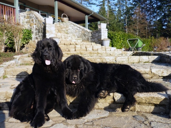 53605comox09dogs