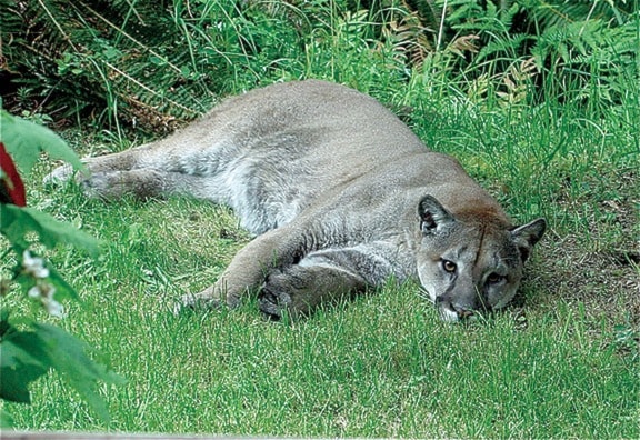 72094comox09Cougar