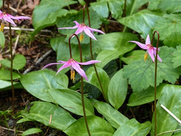 78455comox09ErythroniumrevolutuminMiracleBeachPark