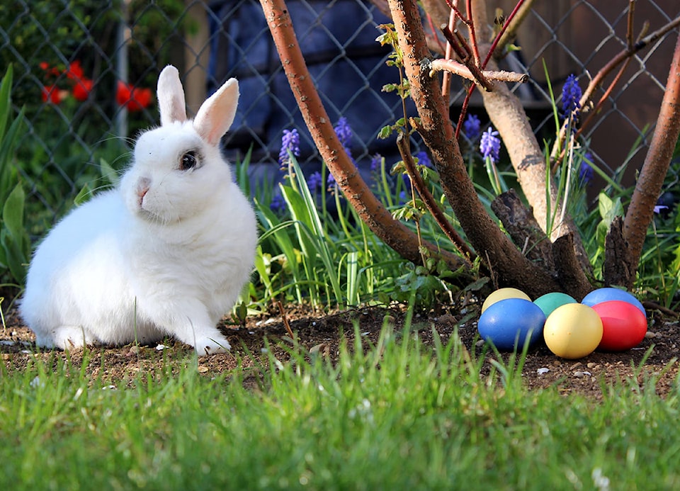 web1_170406-CVR-N-BCegghunt