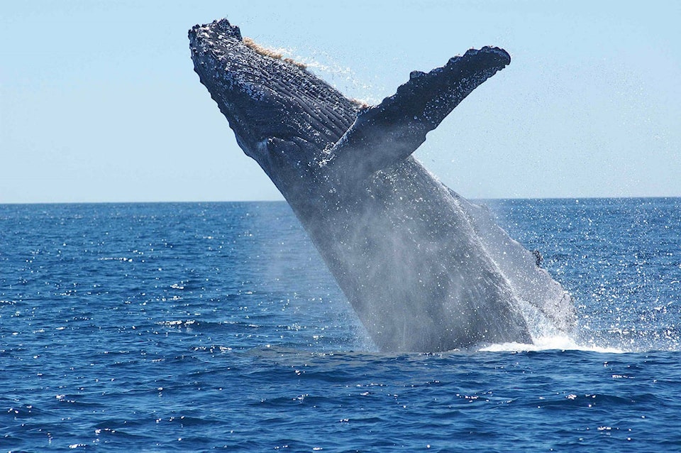 web1_170418-CVR-C-Whaletalk