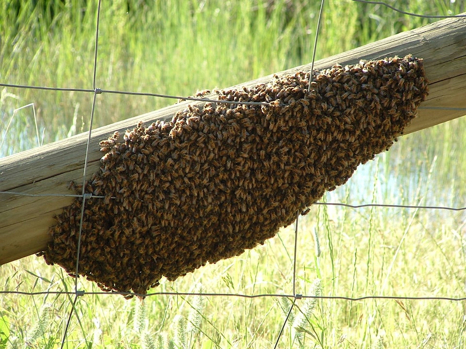web1_A_swarm_of_Apis_mellifera_-_20051109