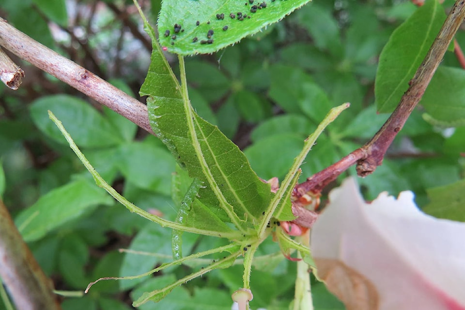 web1_170608-CVR-C-azalea-sawfly-larvae