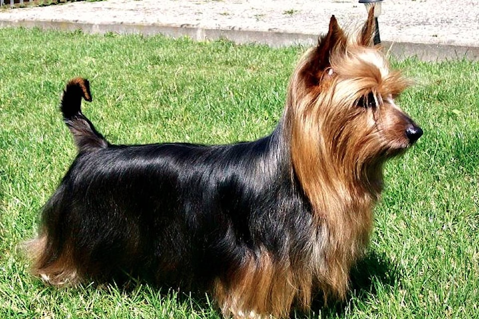 web1_copy_Silky-terrier