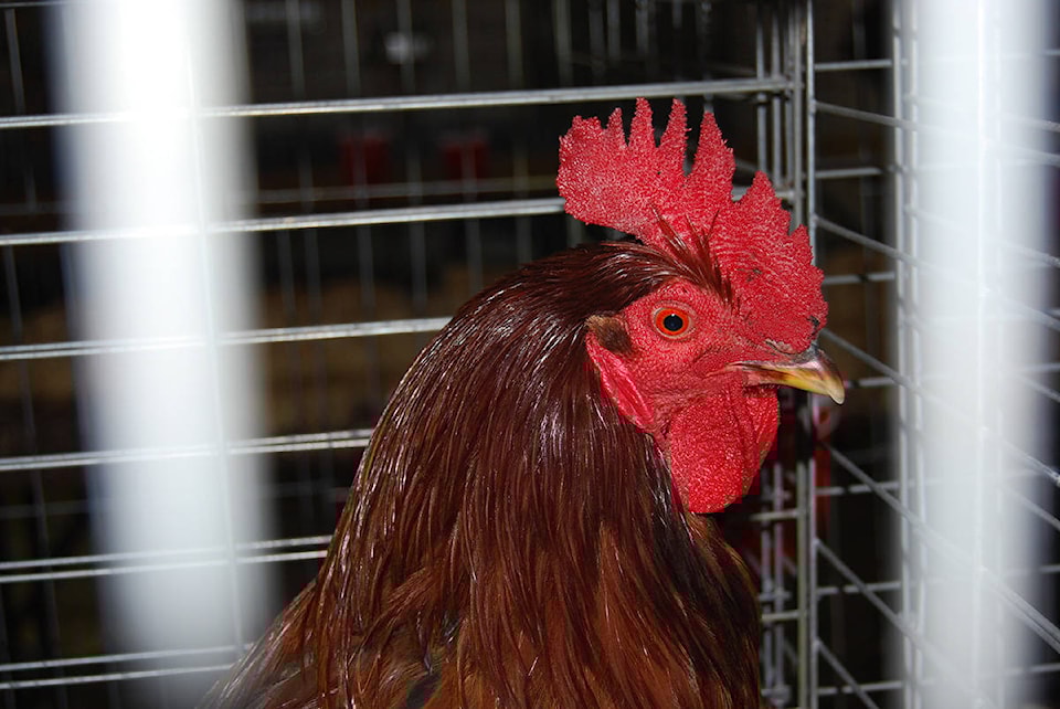 7992546_web1_170808-CVR-N-Chicken