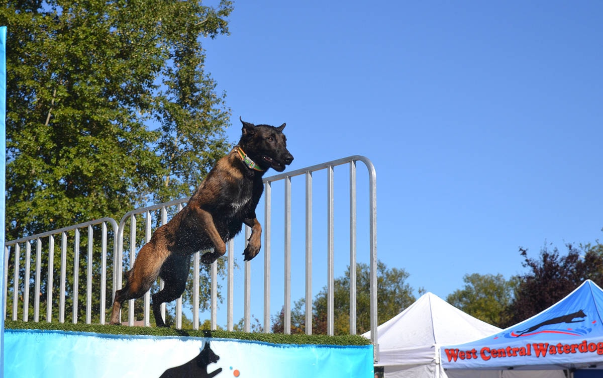 PHOTO GALLERY Comox Valley Exhibition 2017 Comox Valley Record