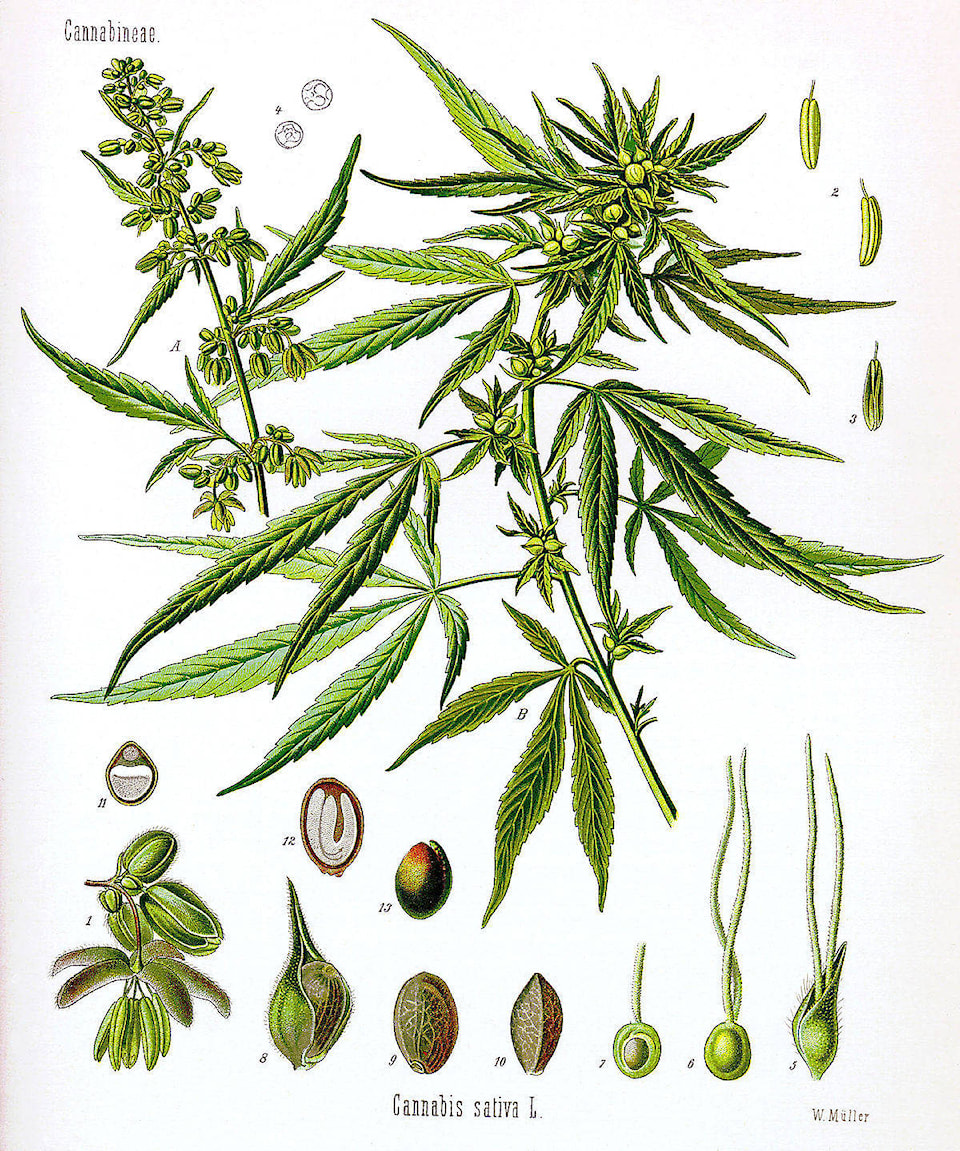 8749560_web1_1200px-Cannabis_sativa_Koehler_drawing