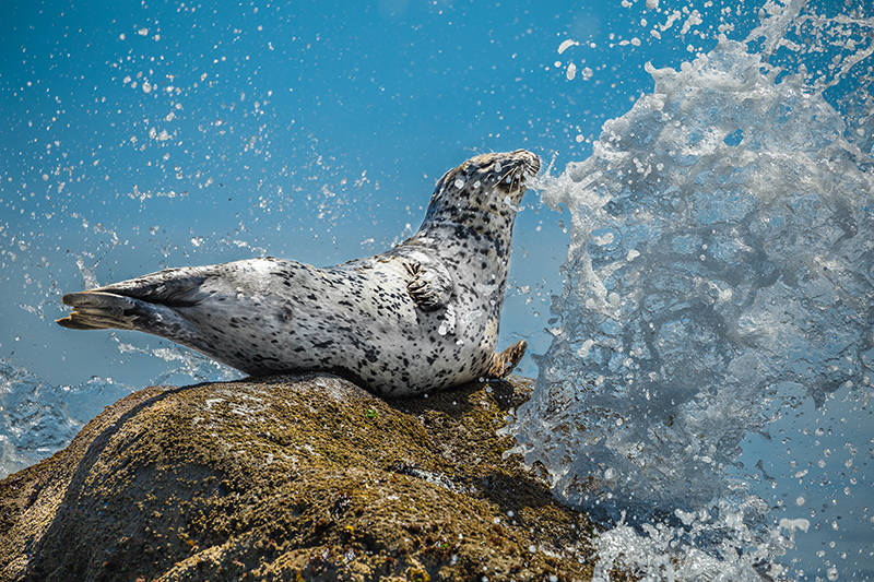 8906154_web1_1_WS2017_91132_Mike-Walsh_Harbour-Seal_smaller