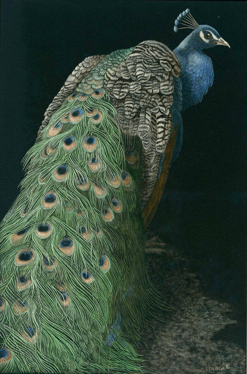 9007594_web1_171024-CVR-AE-Lennoxpeacock