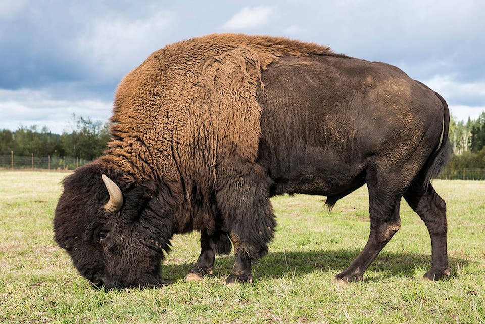 9060283_web1_171026-CVR-C-Islandbison