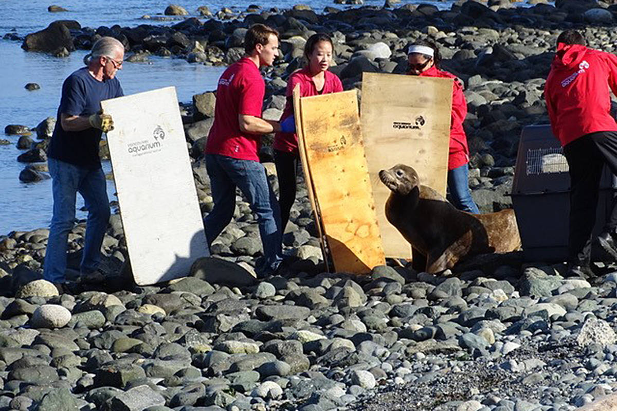 9129465_web1_sea-lion-rescue