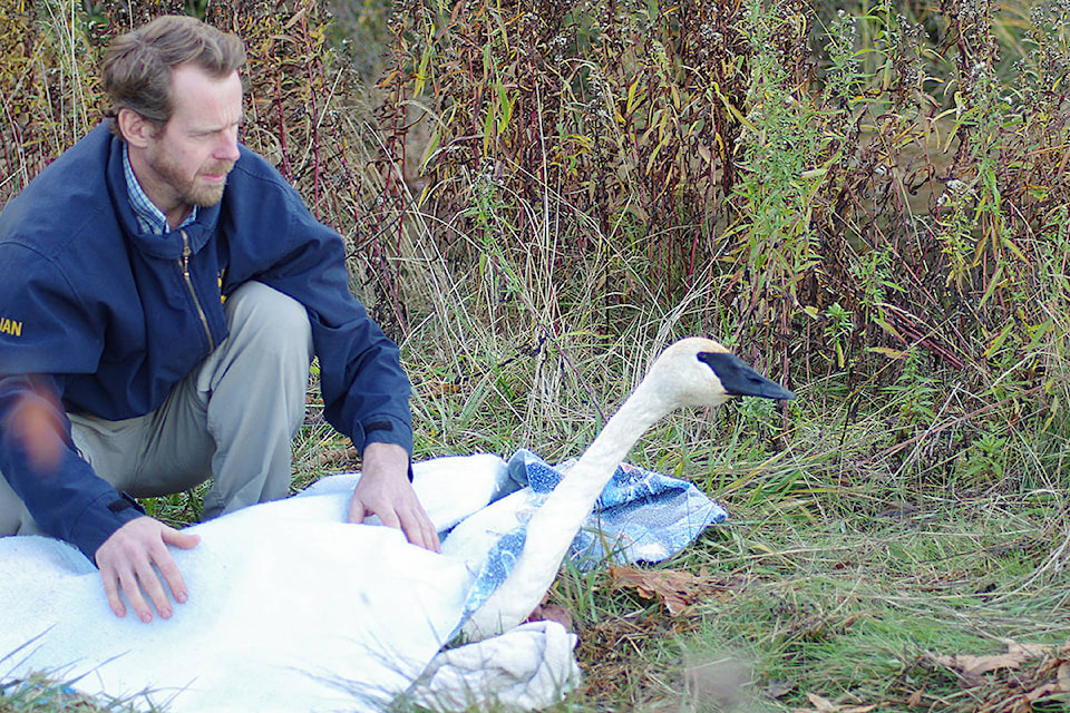 9270758_web1_9262801_web1_swan_IMGP3034