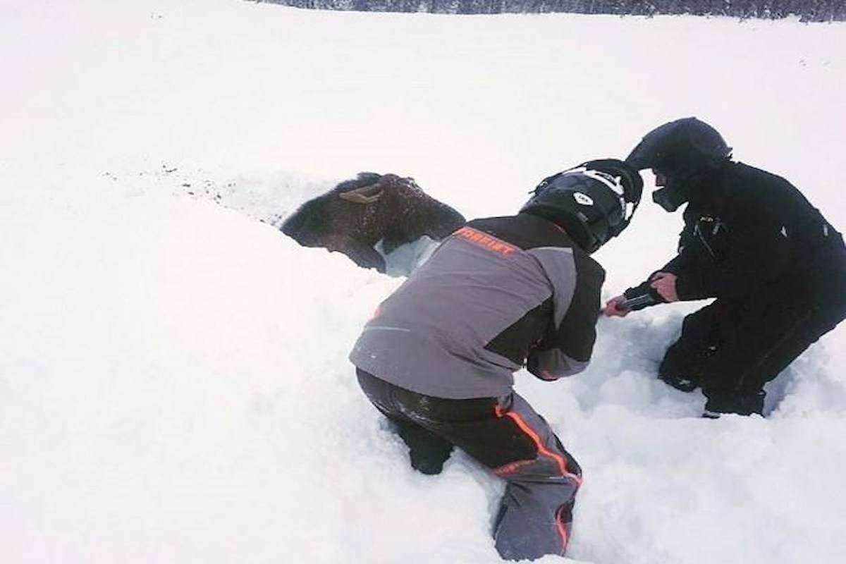 Snowmobilers let the moose loose