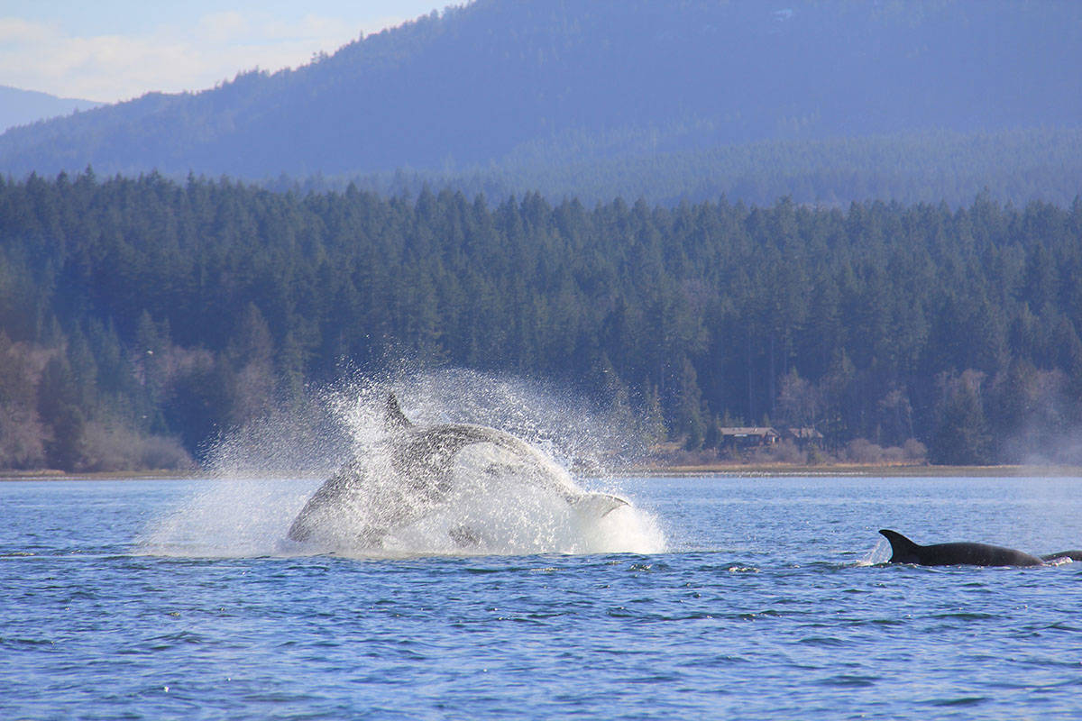 10986554_web1_180315-CVR-N-Deepbayorcas1