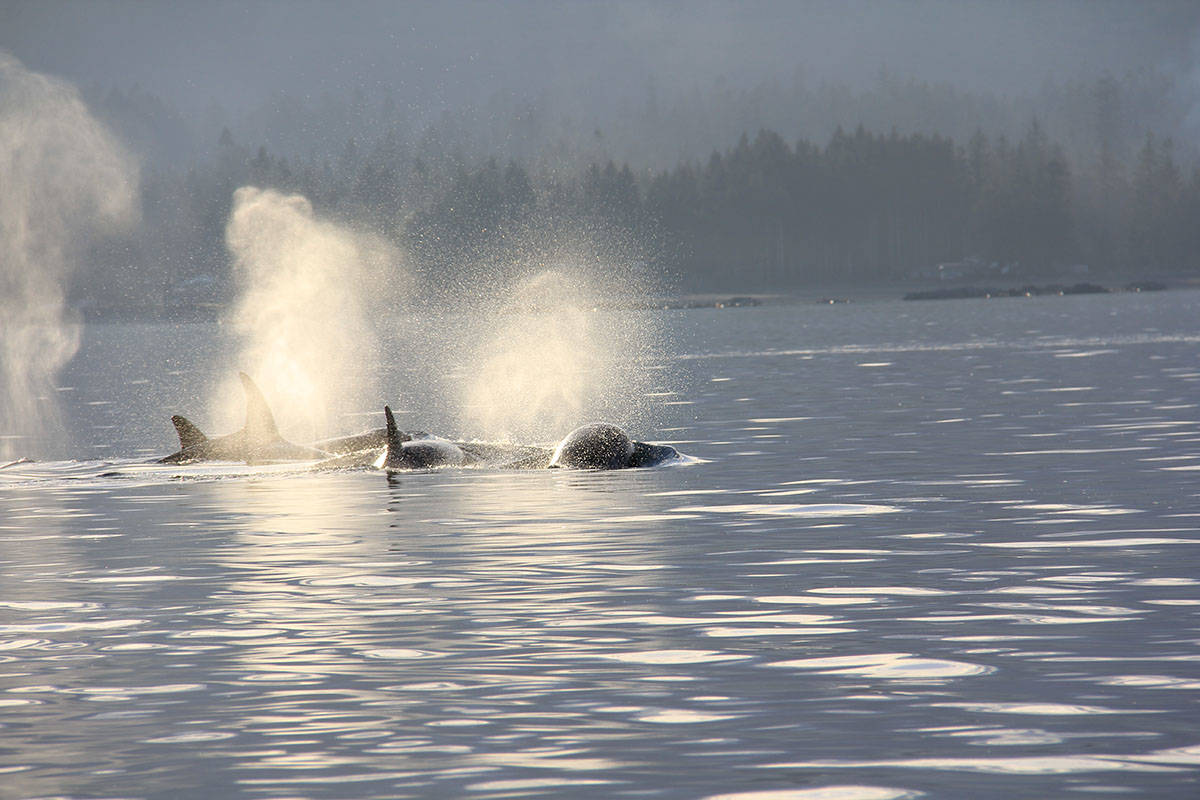 10986554_web1_180315-CVR-N-deepbayorcas2