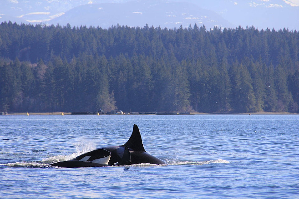 10986554_web1_180315-CVR-N-deepbayorcas3