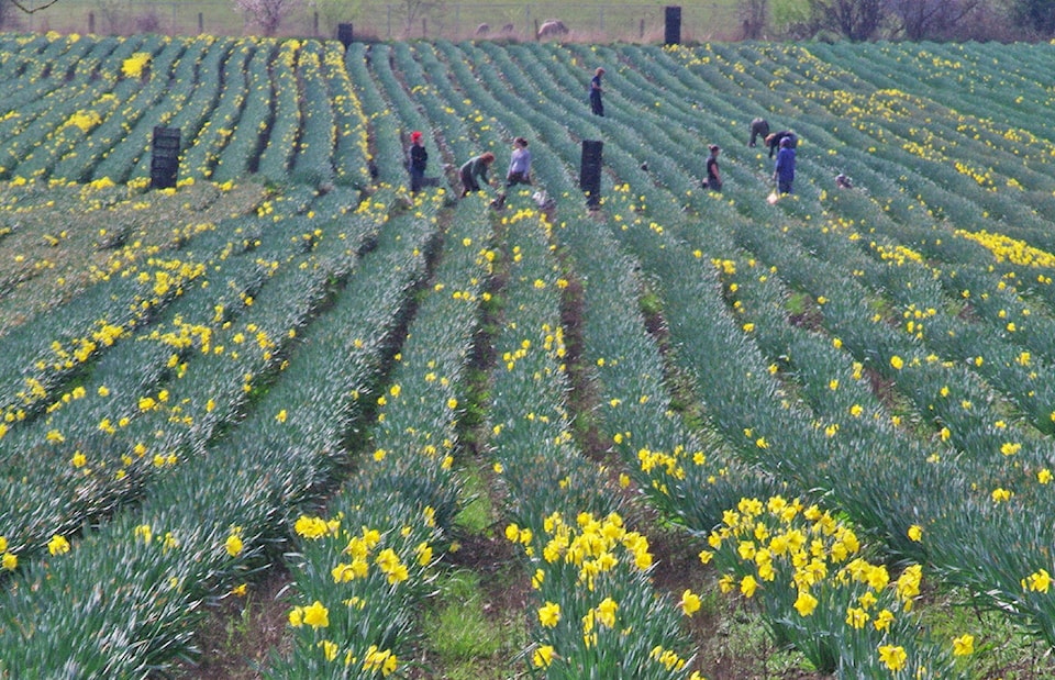 10994826_web1_180316-PNR-daffodil-pickers-file