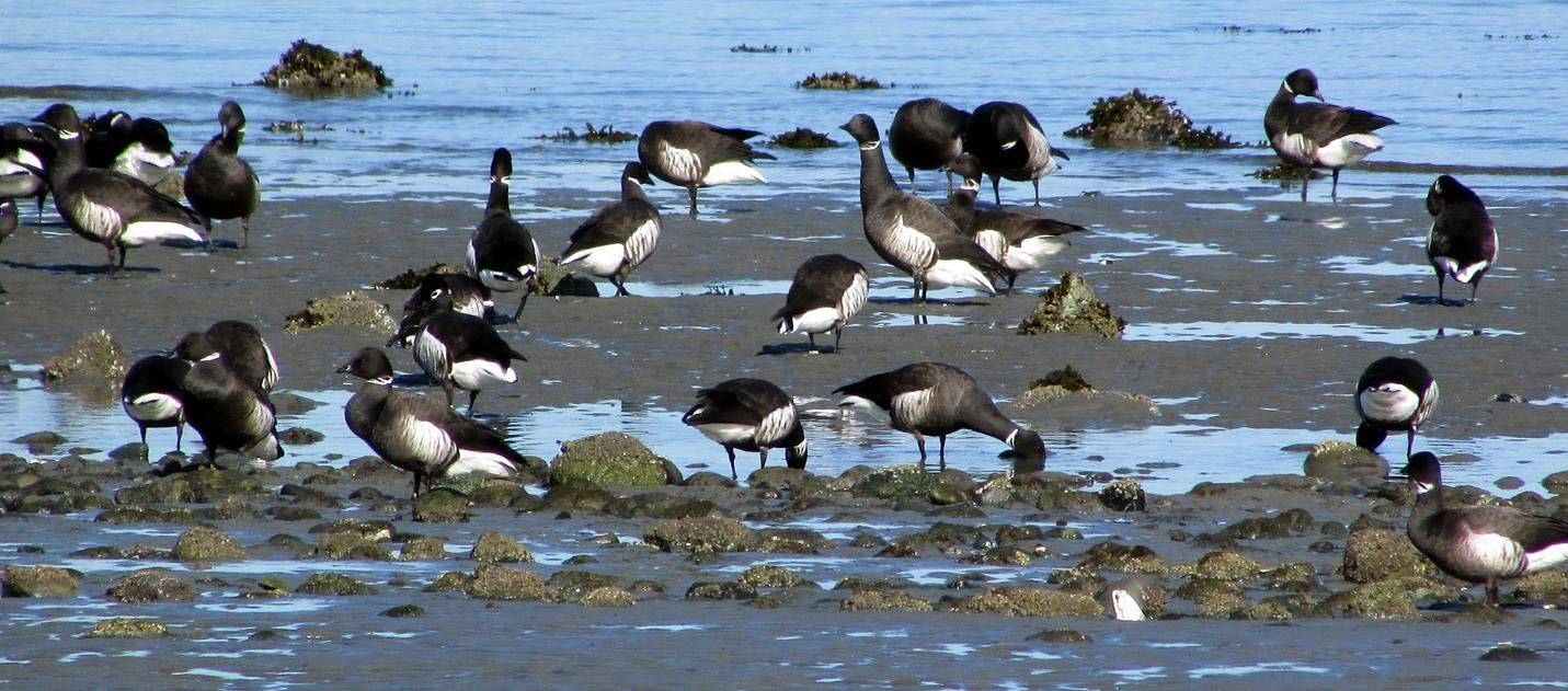 11053582_web1_brant-on-the-gravel-bar-by-Sandra-Gray