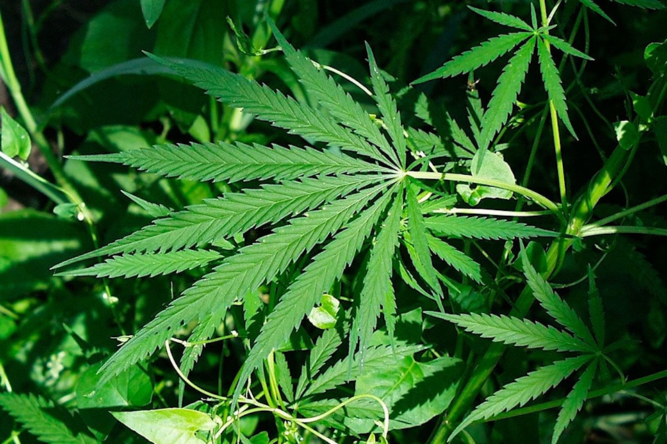 11345832_web1_000000-ECH-Marijuana-Leaf-Teaser