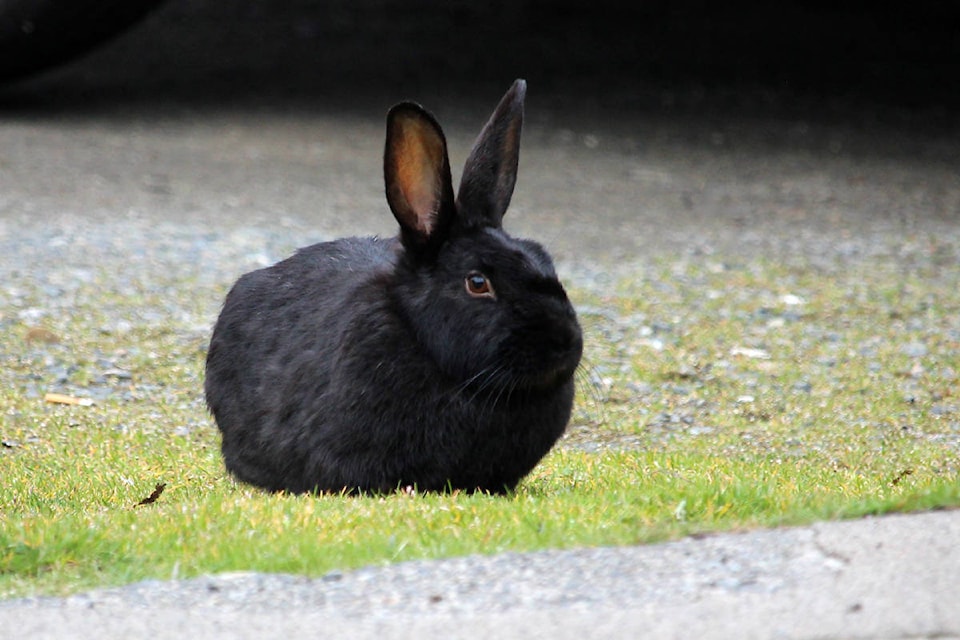 Province says probe ‘not feasible’ into deadly virus killing rabbits in ...