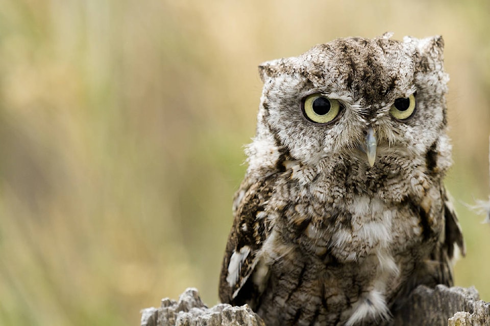 11644297_web1_180501-CVR-N-ScreechOwl