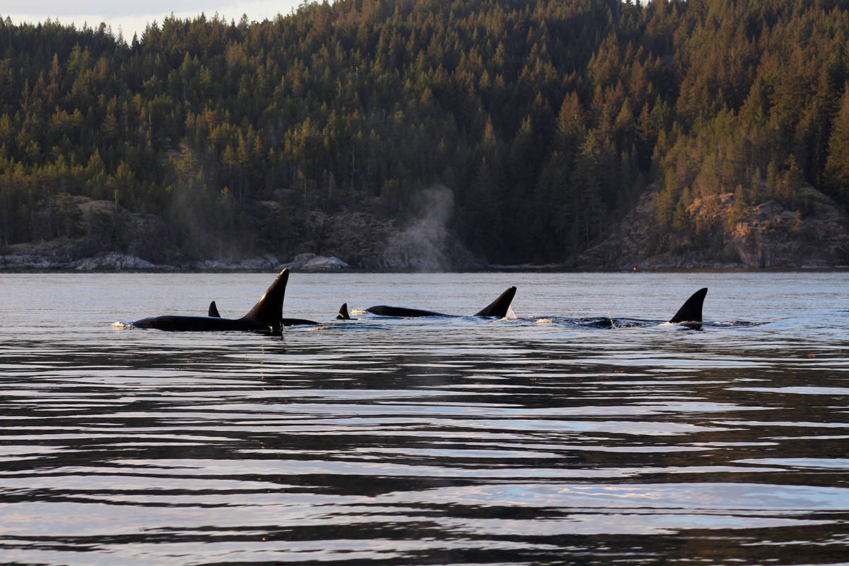 11935021_web1_180517-CVR-C-Orcas3