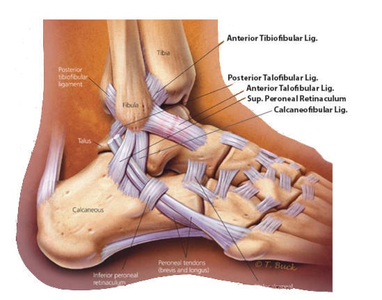 12070853_web1_ankle-ligaments