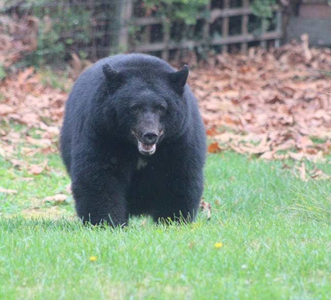 12120054_web1_28116comox09bear