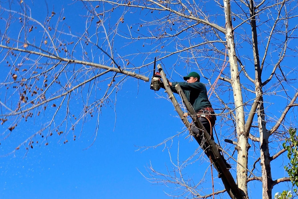 12120207_web1_180530-BPD-M-Pruning_Tree_Pxhere