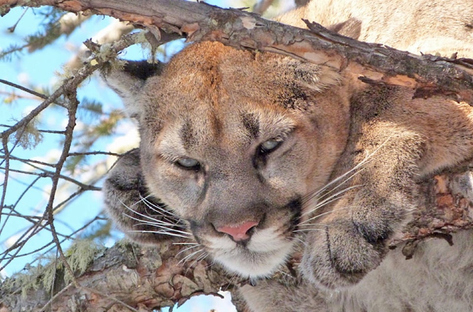 12128634_web1_180606-UWN-Cougar-kills-cat-Ucluelet_1