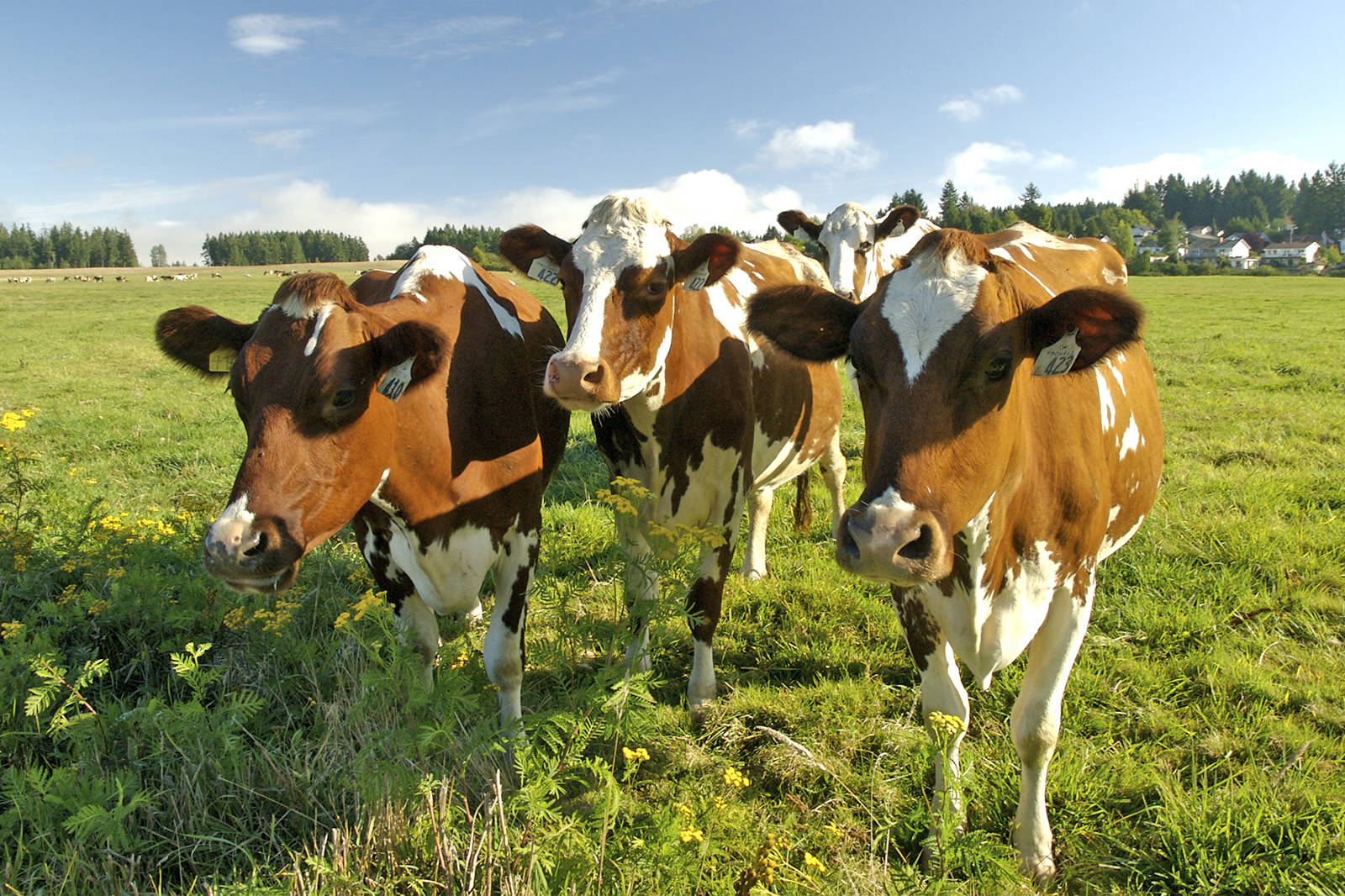 12087666_web1_Tree-Island-Comox-three-cows