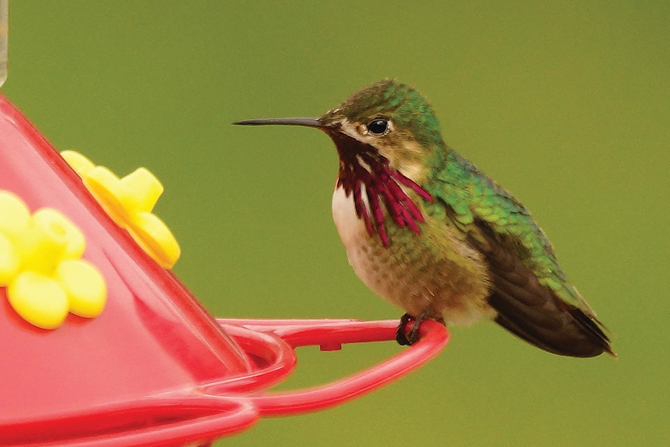 12243894_web1_hummingbird