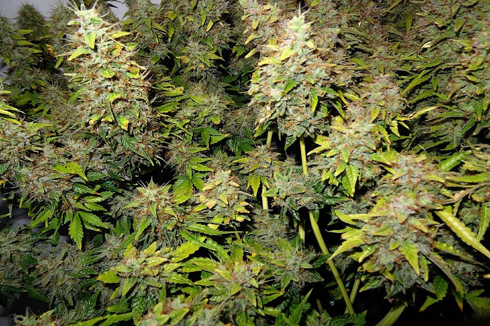 12246030_web1_180518_KCN_harvest-marijuana-