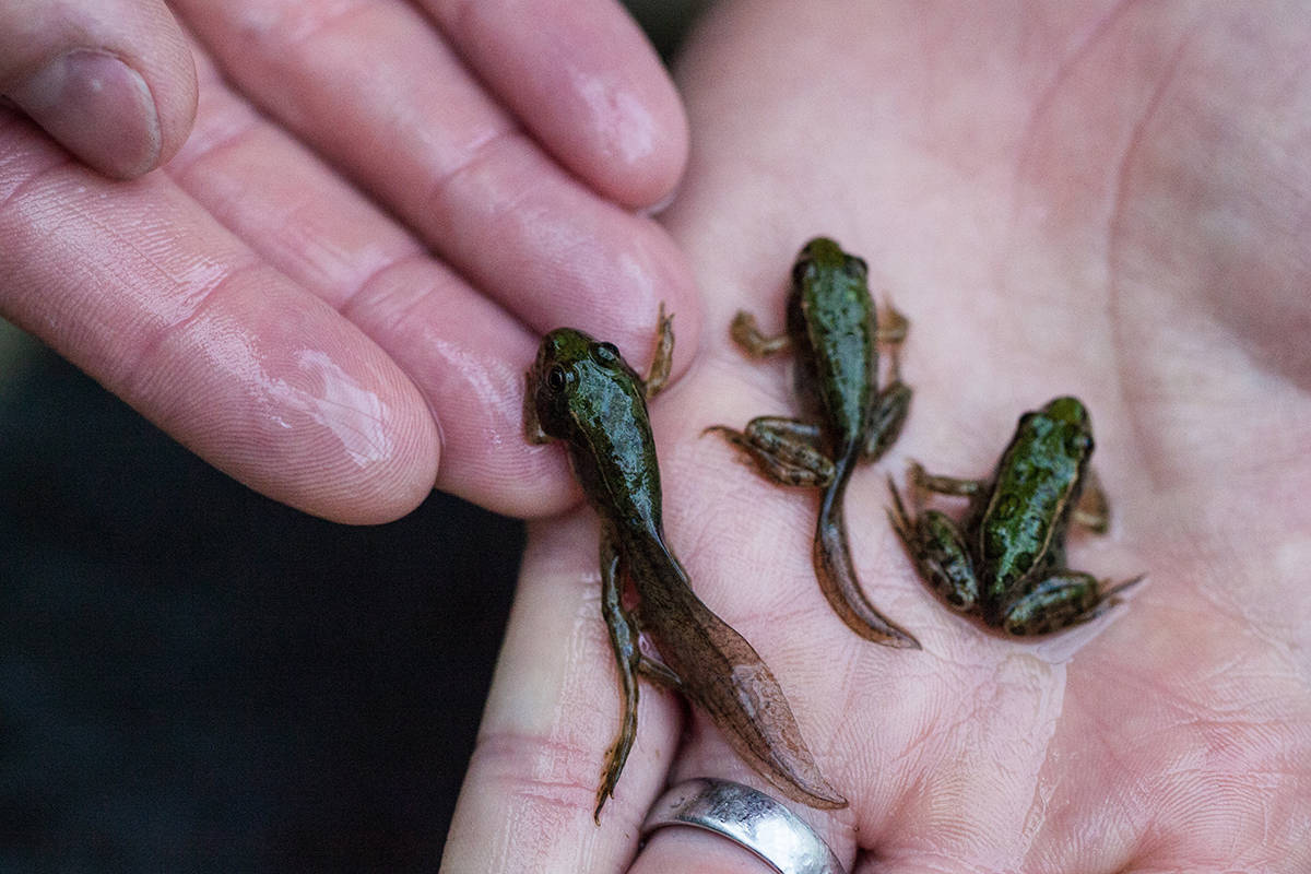 12311290_web1_copy_180620-RTR-northern-leopard-frog_1