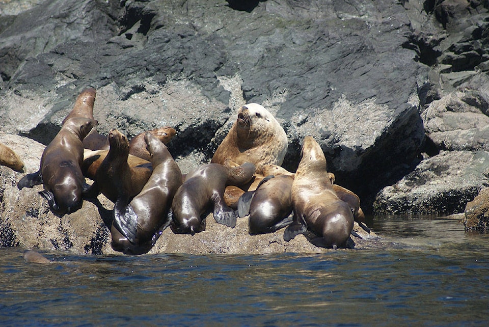 12470132_web1_180625-CVR-N-sealions2