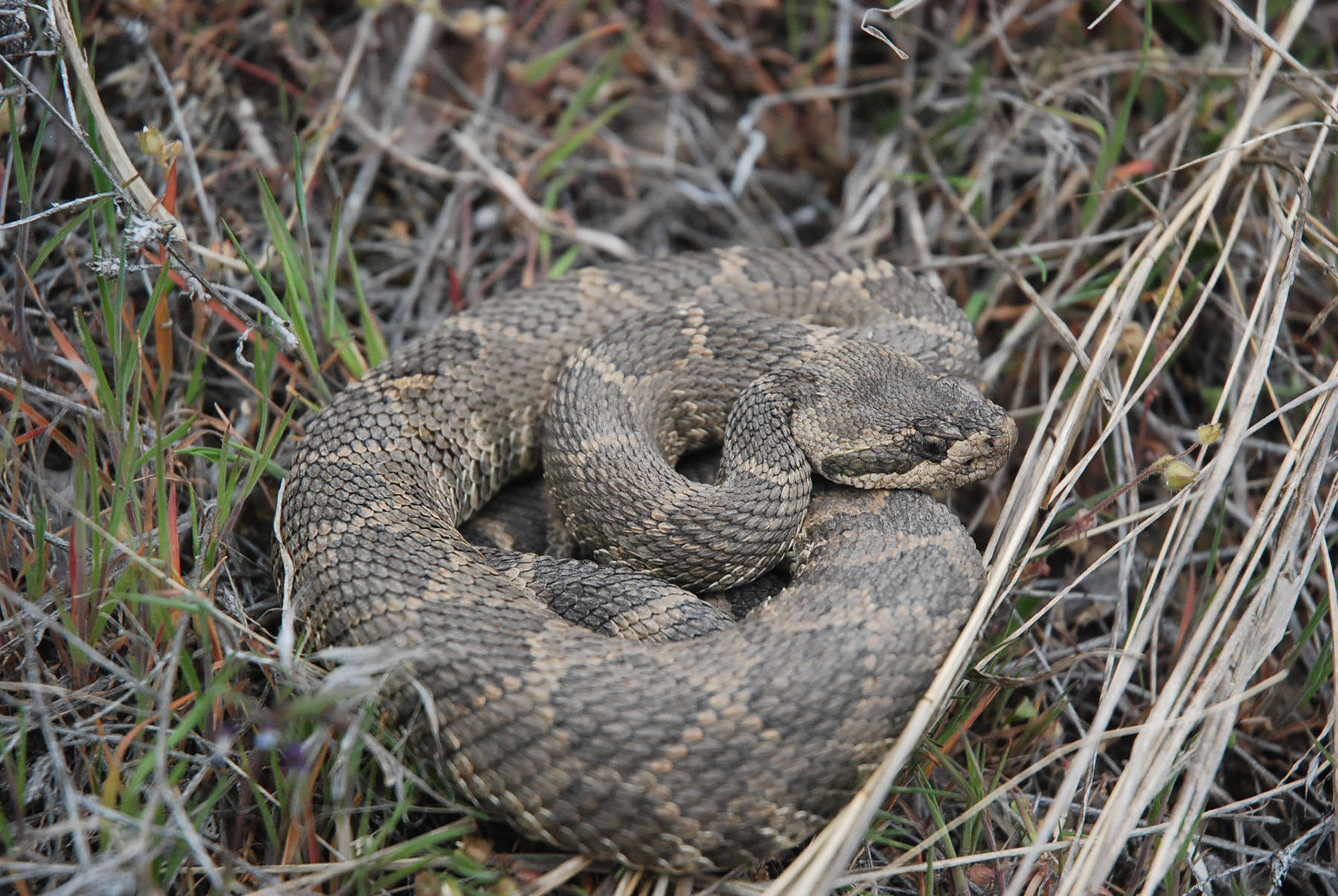 12581679_web1_copy_180622-PWN-rattlesnakes_1