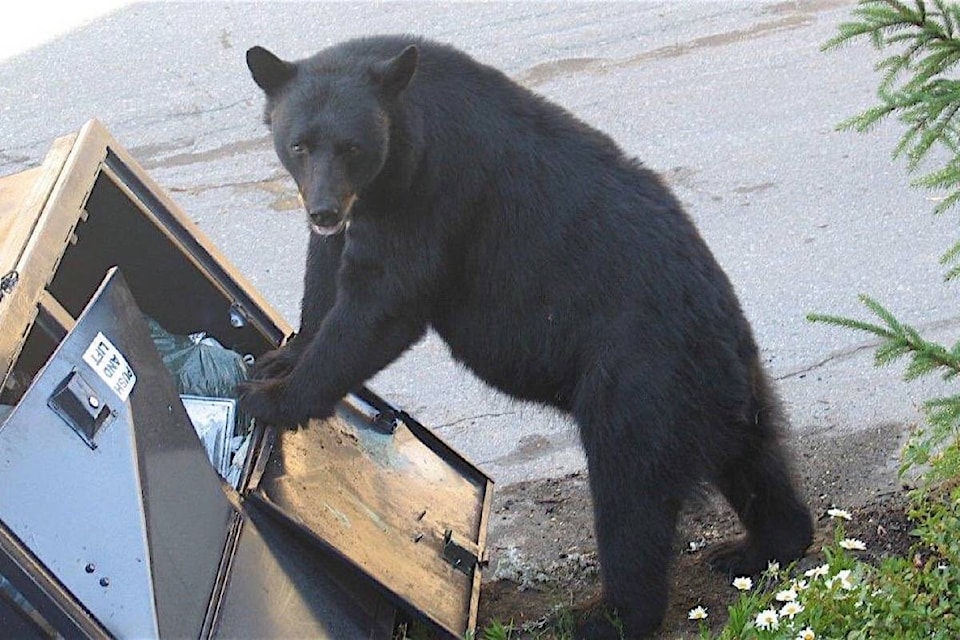 12896904_web1_20180726-BPD-Bear-in-garbage-BCCOS