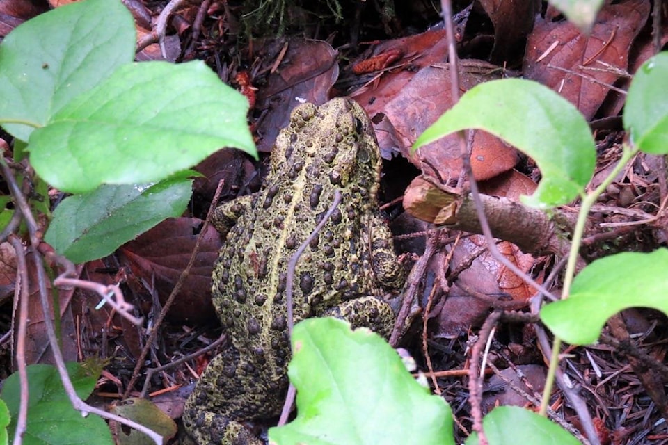 13118909_web1_180813-CVR-M-western-toad-in-Miracle-Beach-Park---back-view