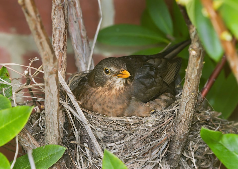 13149446_web1_Turdus_merula_Nesting